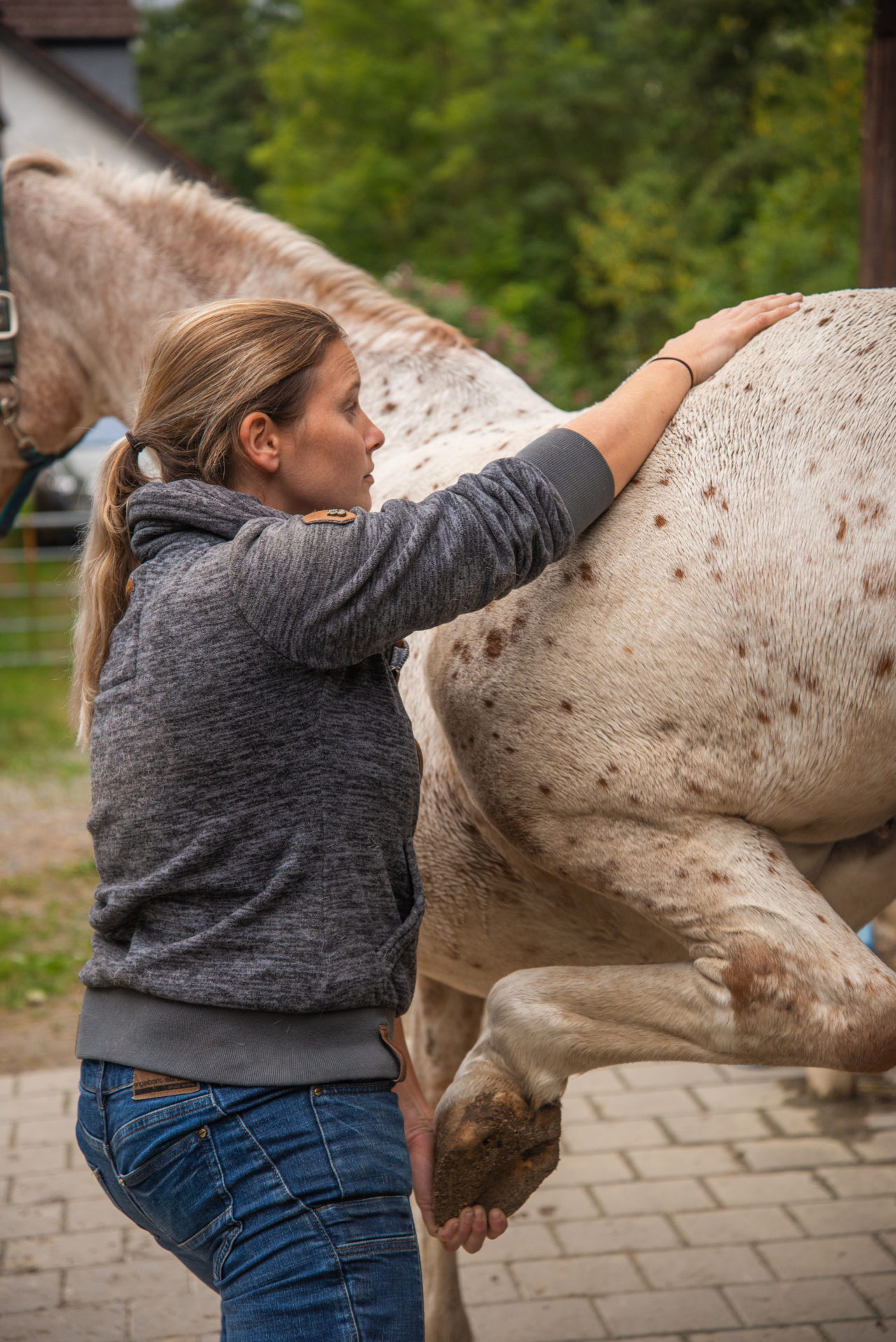 Osteopathie Pferd | Tiertherapie-Brehm