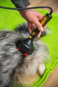 Lasertherapie beim Hund